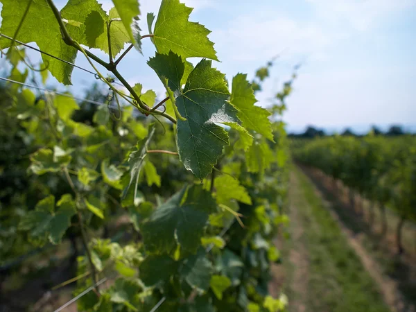 Vineyard landscape in Italy — Stock Photo, Image