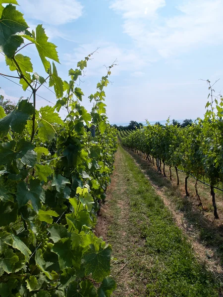 Vineyard landscape in Italy — Stock Photo, Image