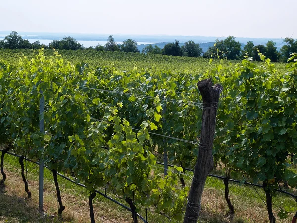 Vineyard landscape in Italy — Stock Photo, Image