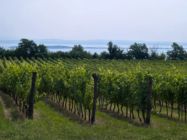 Виноградный ландшафт Италии — стоковое фото