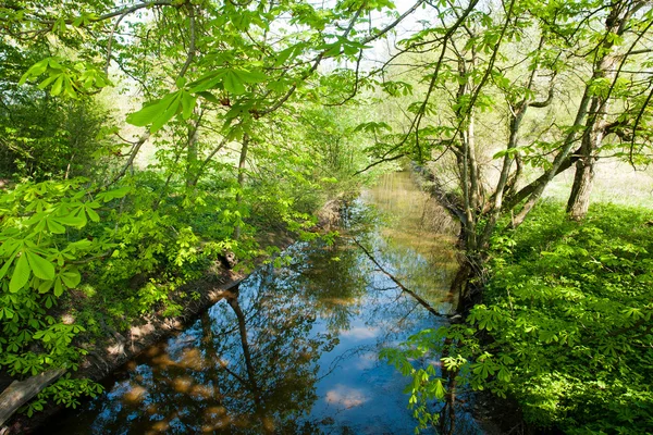 Pequeno belo riacho de ribeiro em uma floresta — Fotografia de Stock