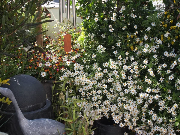 Blooming flowers in a rooftop garden — Stock Photo, Image