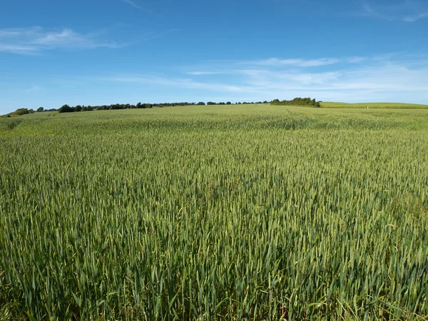 Grünweizenfeld — Stockfoto