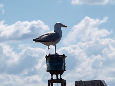Martı ayakta lamba kutup
