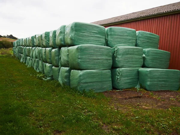 A group of green bales with hay fermenting in an agriculture farm yard