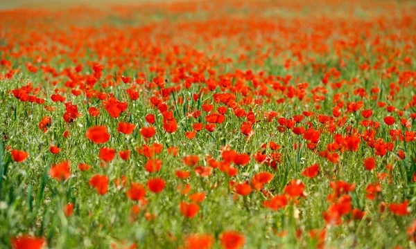 Papaverveld Een Prachtig Veld Van Bloeiende Klaprozen — Stockfoto