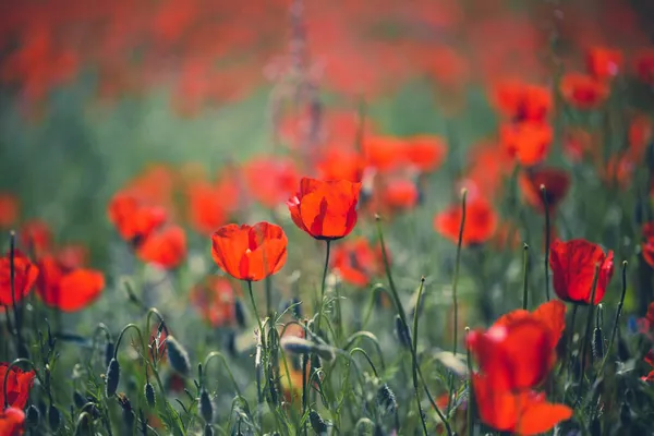 Poppies Field Beautiful Field Blooming Poppies — Stock Photo, Image