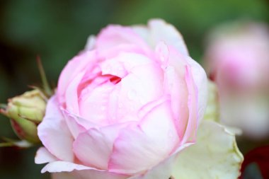 Gül çiçeği makrosu. Pembe gül çiçeği yaklaş. Yüksek kaliteli doğal altyapı. Güzel arkaplan