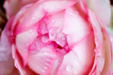 Gül çiçeği makrosu. Pembe gül çiçeği yaklaş. Yüksek kaliteli doğal altyapı. Güzel arkaplan