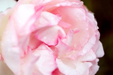 Gül çiçeği makrosu. Pembe gül çiçeği yaklaş. Yüksek kaliteli doğal altyapı. Güzel arkaplan