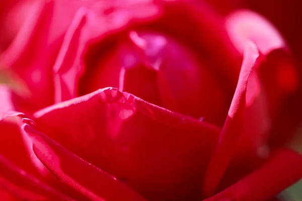 Rose Flower Macro Red Rose Flower Closeup High Quality Natural — Stock Photo, Image