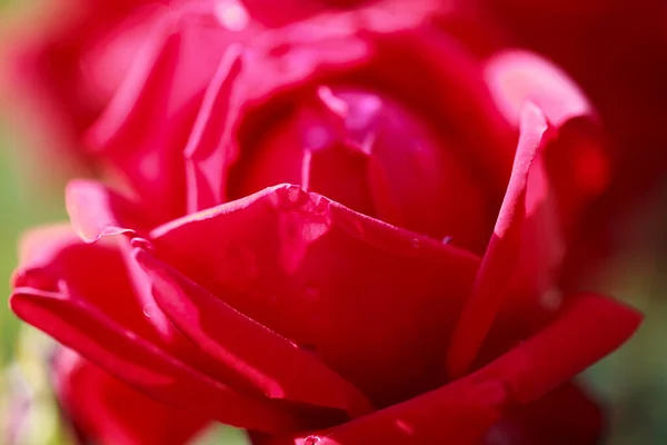 Rose Flower Macro Red Rose Flower Closeup High Quality Natural — Stock Photo, Image