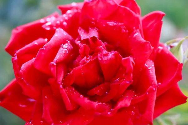 Rose Flower Macro Red Rose Flower Closeup High Quality Natural — Stock Photo, Image