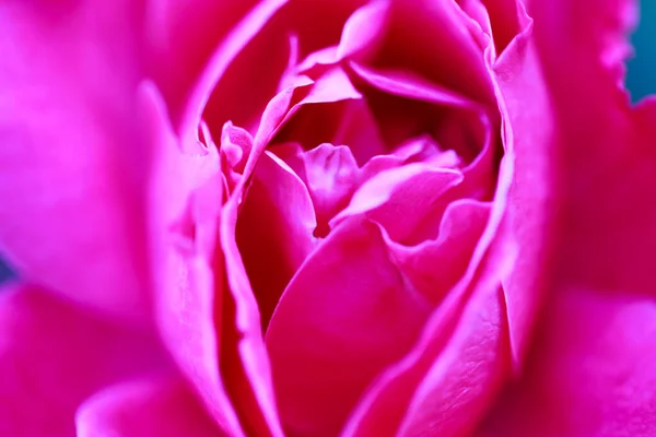 Rosenblommans Makro Röd Ros Blomma Närbild Hög Kvalitet Naturlig Bakgrund — Stockfoto