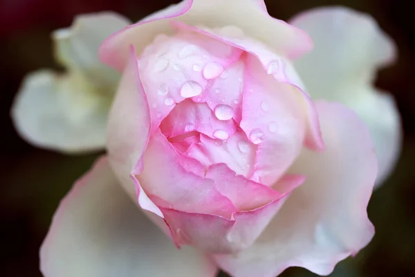 Rose Flower Macro Pink Rose Flower Close High Quality Natural — Stock Photo, Image