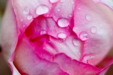 Gül çiçeği makrosu. Pembe gül çiçeği yaklaş. Yüksek kaliteli doğal altyapı. Güzel arkaplan