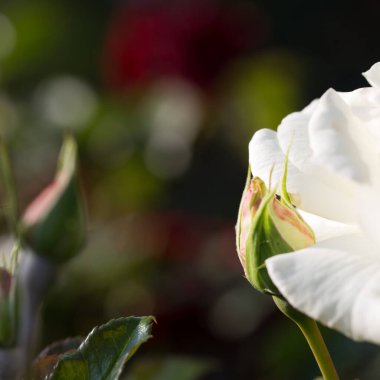 Gül çiçeği makrosu. Beyaz gül çiçeği yakın plan. Yüksek kaliteli doğal arkaplan.