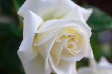 Gül çiçeği makrosu. Beyaz gül çiçeği yakın plan. Yüksek kaliteli doğal arkaplan.