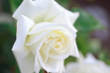 Gül çiçeği makrosu. Beyaz gül çiçeği yakın plan. Yüksek kaliteli doğal arkaplan.