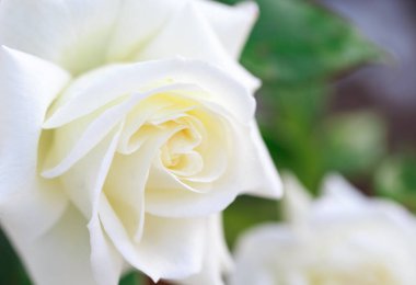 Gül çiçeği makrosu. Beyaz gül çiçeği yakın plan. Yüksek kaliteli doğal arkaplan.