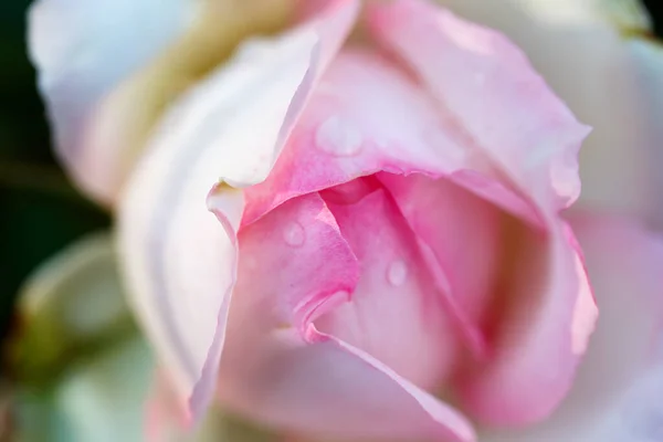 Rosenblommans Makro Rosa Ros Blomma Nära Håll Hög Kvalitet Naturlig — Stockfoto