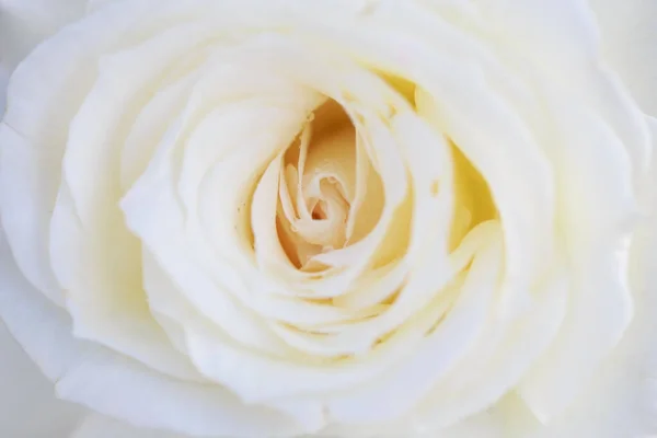 Rózsa Virág Makró Krémes Rózsa Virág Közelkép Kiváló Minőségű Természeti — Stock Fotó