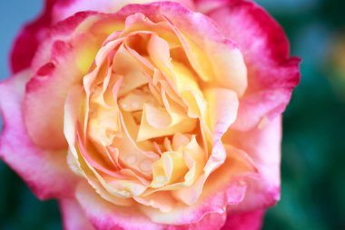 Gül çiçeği makrosu. Pembe ve sarı gül çiçeği yakın plan. Yüksek kaliteli doğal arkaplan.