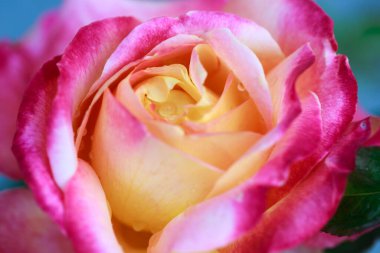 Gül çiçeği makrosu. Pembe ve sarı gül çiçeği yakın plan. Yüksek kaliteli doğal arkaplan.