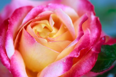 Gül çiçeği makrosu. Pembe ve sarı gül çiçeği yakın plan. Yüksek kaliteli doğal arkaplan.