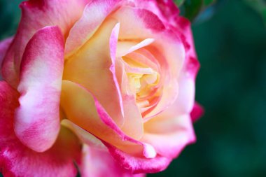 Gül çiçeği makrosu. Pembe ve sarı gül çiçeği yakın plan. Yüksek kaliteli doğal arkaplan.