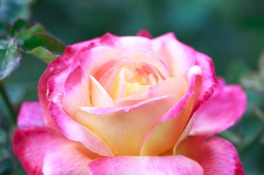 Gül çiçeği makrosu. Pembe ve sarı gül çiçeği yakın plan. Yüksek kaliteli doğal arkaplan.