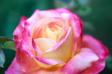 Gül çiçeği makrosu. Pembe ve sarı gül çiçeği yakın plan. Yüksek kaliteli doğal arkaplan.