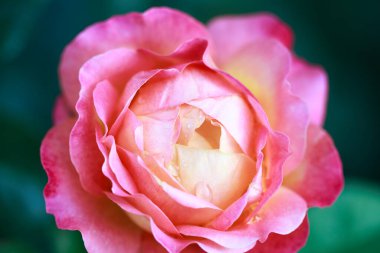 Gül çiçeği makrosu. Pembe ve sarı gül çiçeği yakın plan. Yüksek kaliteli doğal arkaplan.