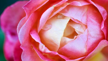 Gül çiçeği makrosu. Pembe ve sarı gül çiçeği yakın plan. Yüksek kaliteli doğal arkaplan.