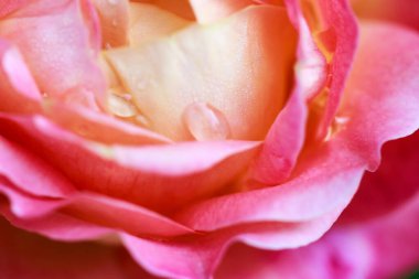 Gül çiçeği makrosu. Pembe gül çiçeği yaklaş. Yüksek kaliteli doğal altyapı. Güzel arkaplan