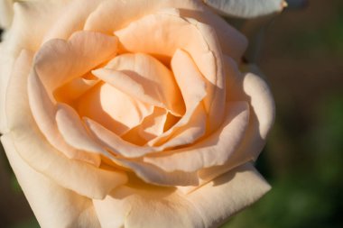 Gül çiçeği makrosu. Kremalı gül çiçeği yakın plan. Yüksek kaliteli doğal arkaplan.