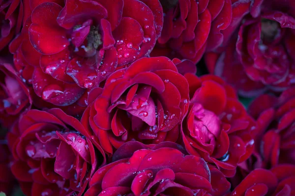 Roseblomst Makro Rød Roseblomst Nærmer Seg Naturlig Bakgrunn Høy Kvalitet – stockfoto