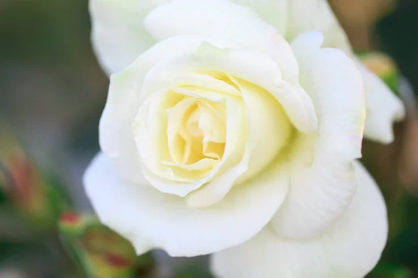 Rose Flower Macro White Rose Flower Closeup High Quality Natural — Stock Photo, Image