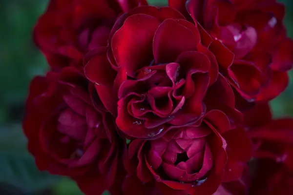 Rose Flower Macro Red Rose Flower Closeup High Quality Natural — Stock Photo, Image