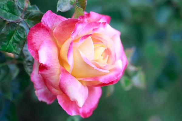 Rosenblommans Makro Rosa Och Gul Ros Blomma Närbild Hög Kvalitet — Stockfoto