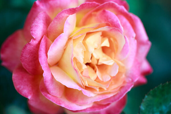 Rose flower macro. pink and yellow rose flower closeup. High quality natural background.