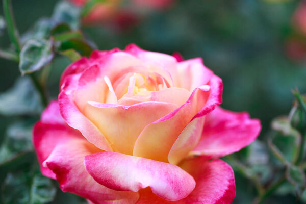 Rose flower macro. pink and yellow rose flower closeup. High quality natural background.