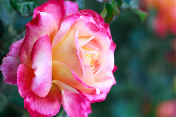 Rose flower macro. pink and yellow rose flower closeup. High quality natural background.