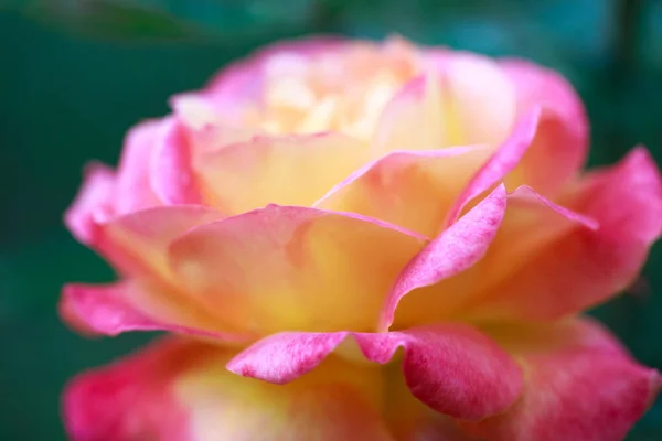 Rose Flower Macro Pink Yellow Rose Flower Closeup High Quality — стоковое фото