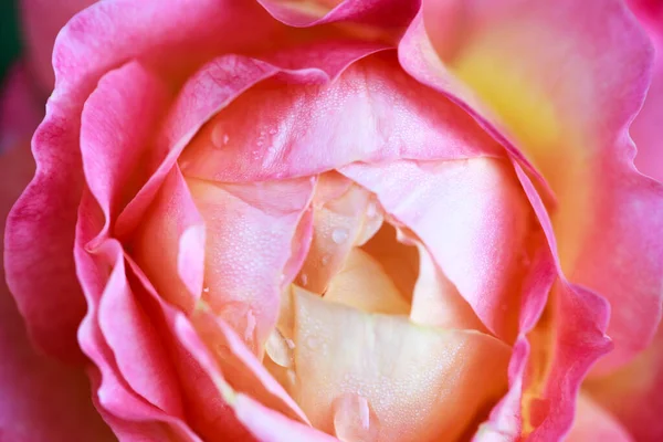 Rosenblommans Makro Rosa Och Gul Ros Blomma Närbild Hög Kvalitet — Stockfoto