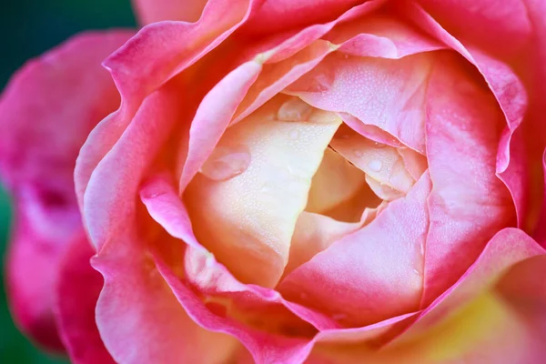 Gül çiçeği makrosu. Pembe ve sarı gül çiçeği yakın plan. Yüksek kaliteli doğal arkaplan.