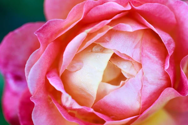 Gül çiçeği makrosu. Pembe ve sarı gül çiçeği yakın plan. Yüksek kaliteli doğal arkaplan.