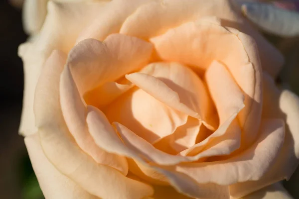 Rosenblütenmakro Cremige Rosenblüten Nahaufnahme Natürlicher Hintergrund Von Hoher Qualität — Stockfoto