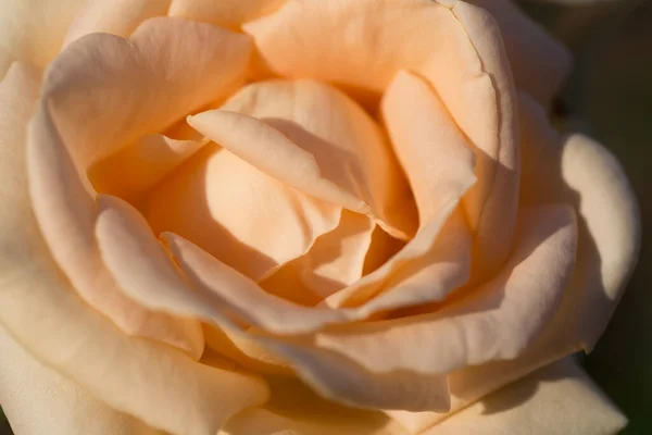 Rosenblütenmakro Cremige Rosenblüten Nahaufnahme Natürlicher Hintergrund Von Hoher Qualität — Stockfoto