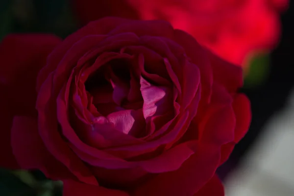 Rosenblommans Makro Röd Ros Blomma Närbild Hög Kvalitet Naturlig Bakgrund — Stockfoto